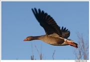 Pink-Footed-Goose-1